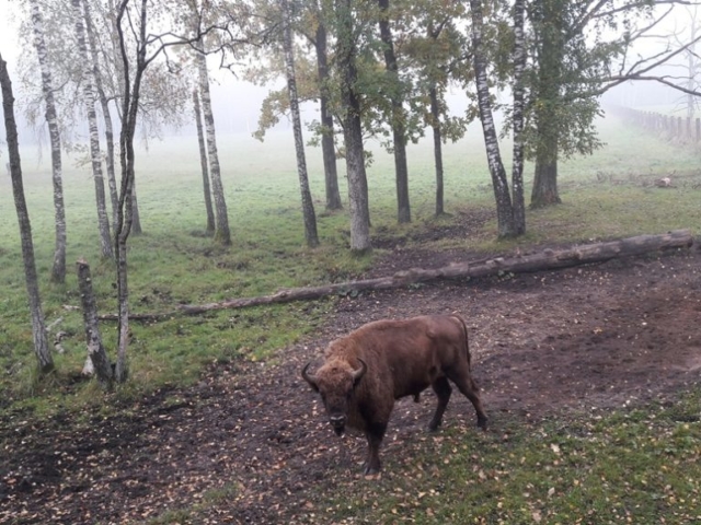 Vienišas rūke. Nuotr. Domanto Majausko, 1b kl.